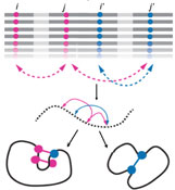 Protein Plasticity and Evolution